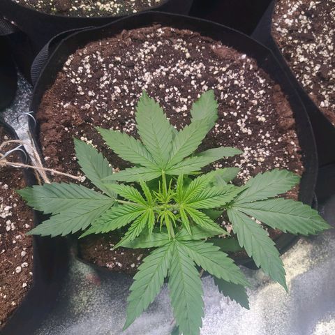 Purple Queen Auto #1 growlog timeline photo