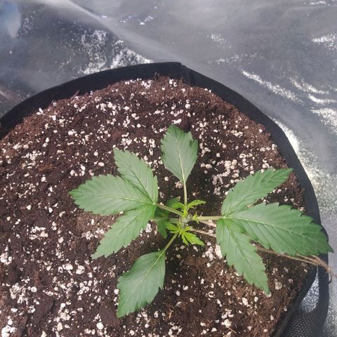 Purple Queen Auto #1 growlog timeline photo