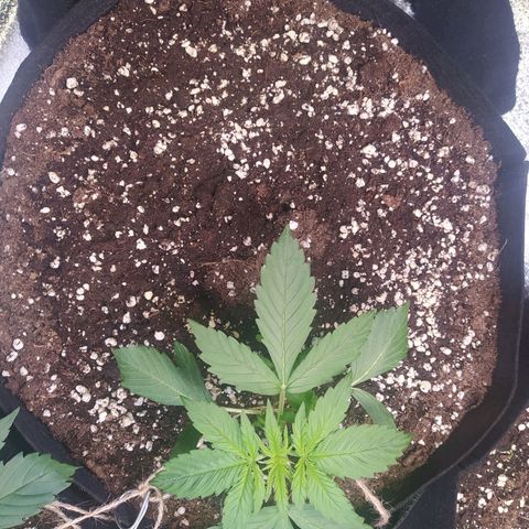 Purple Queen Auto #1 growlog timeline photo