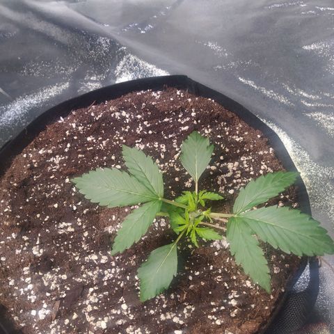 Purple Queen Auto #1 growlog timeline photo