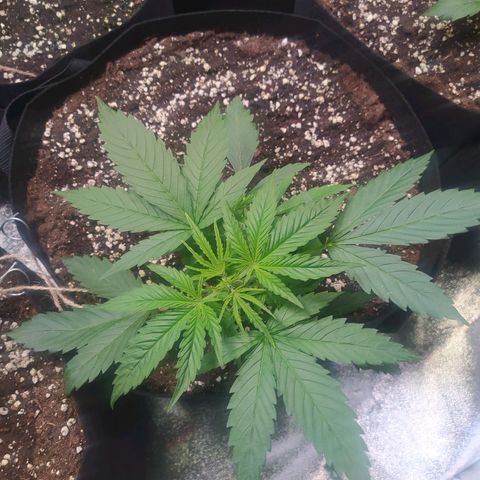 Purple Queen Auto #1 growlog timeline photo