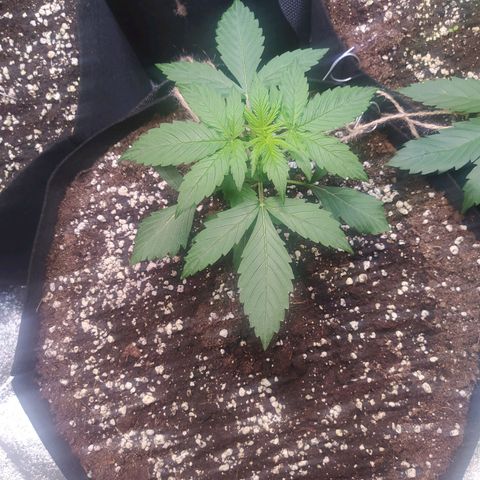 Purple Queen Auto #1 growlog timeline photo