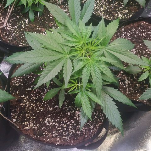 Purple Queen Auto #1 growlog timeline photo