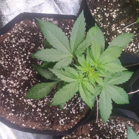 Purple Queen Auto #1 growlog timeline photo