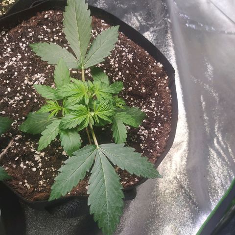Purple Queen Auto #1 growlog timeline photo