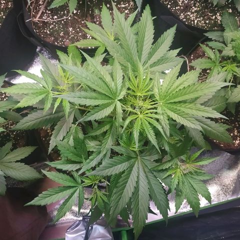 Purple Queen Auto #1 growlog timeline photo
