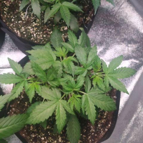 Purple Queen Auto #1 growlog timeline photo