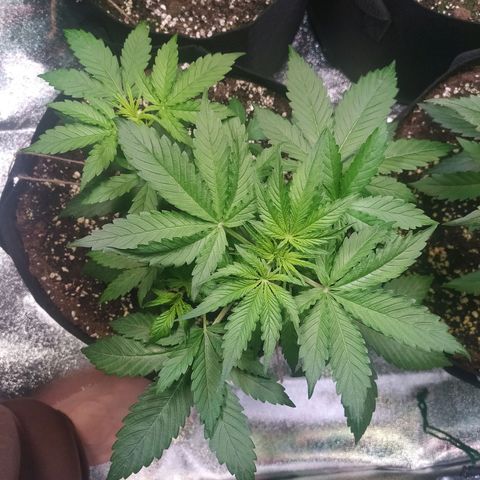 Purple Queen Auto #1 growlog timeline photo