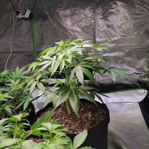 Purple Queen Auto #1 growlog timeline photo