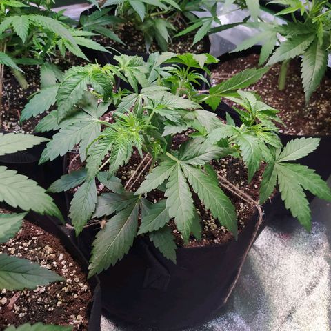 Purple Queen Auto #1 growlog timeline photo
