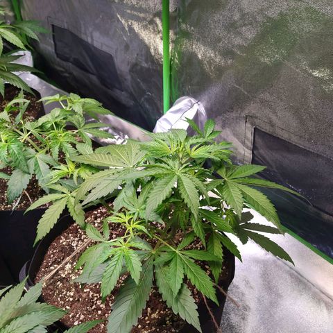 Purple Queen Auto #1 growlog timeline photo