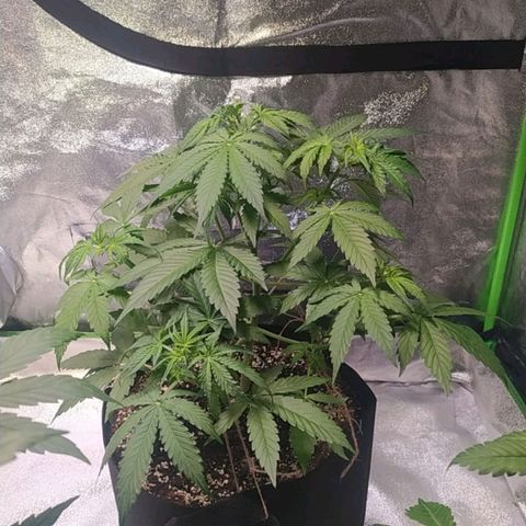 Purple Queen Auto #1 growlog timeline photo