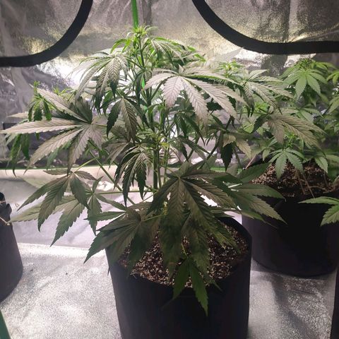 Purple Queen Auto #1 growlog timeline photo