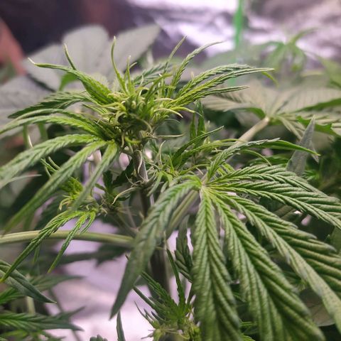 Purple Queen Auto #1 growlog timeline photo