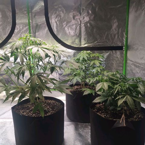 Purple Queen Auto #1 growlog timeline photo