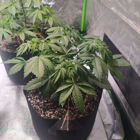 Purple Queen Auto #1 growlog timeline photo