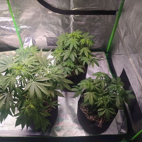 Purple Queen Auto #1 growlog timeline photo
