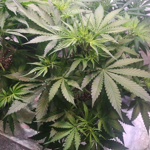 Purple Queen Auto #1 growlog timeline photo