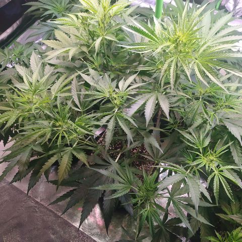 Purple Queen Auto #1 growlog timeline photo