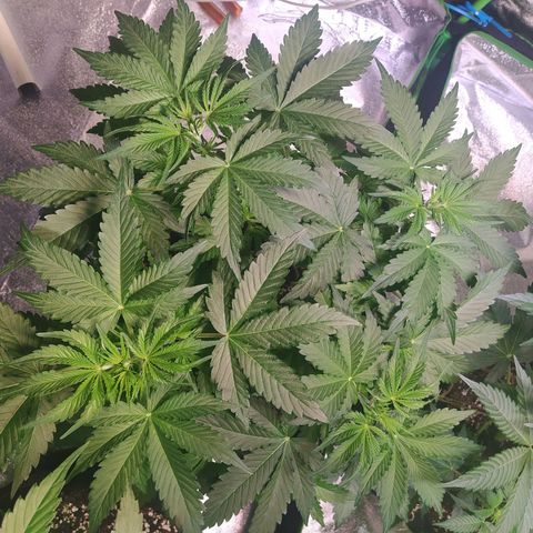 Purple Queen Auto #1 growlog timeline photo