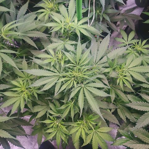Purple Queen Auto #1 growlog timeline photo