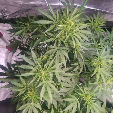 Purple Queen Auto #1 growlog timeline photo