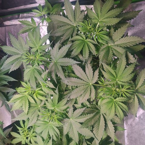 Purple Queen Auto #1 growlog timeline photo