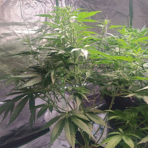 Purple Queen Auto #1 growlog timeline photo