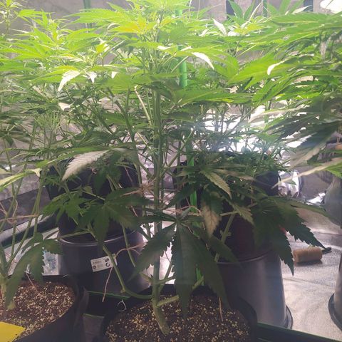 Purple Queen Auto #1 growlog timeline photo