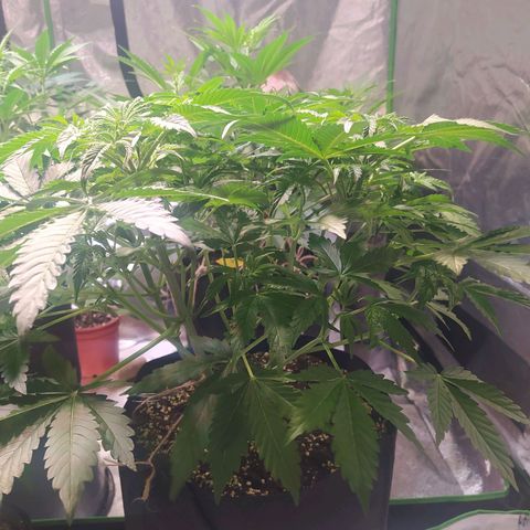 Purple Queen Auto #1 growlog timeline photo