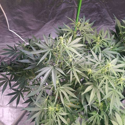 Purple Queen Auto #1 growlog timeline photo
