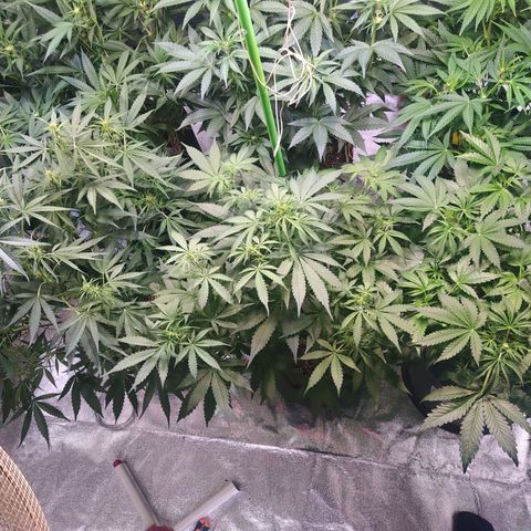 Purple Queen Auto #1 growlog timeline photo