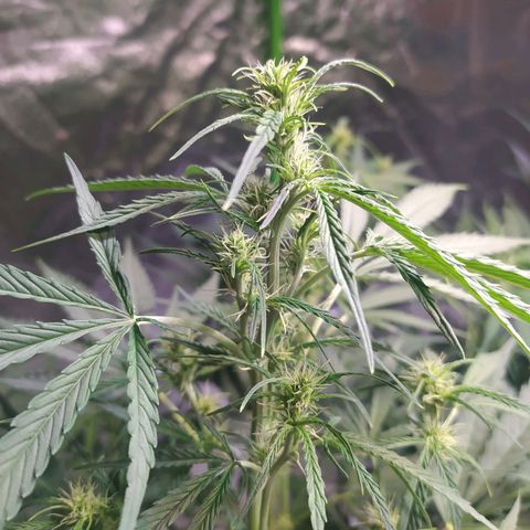 Purple Queen Auto #1 growlog timeline photo