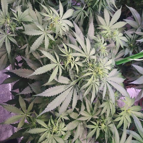 Purple Queen Auto #1 growlog timeline photo