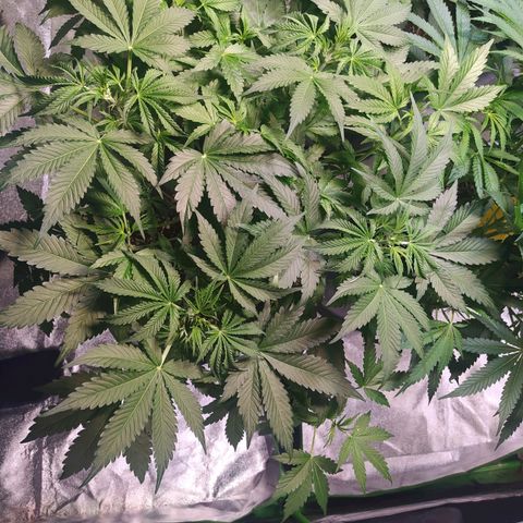 Purple Queen Auto #1 growlog timeline photo