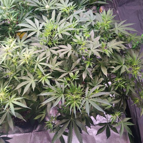 Purple Queen Auto #1 growlog timeline photo