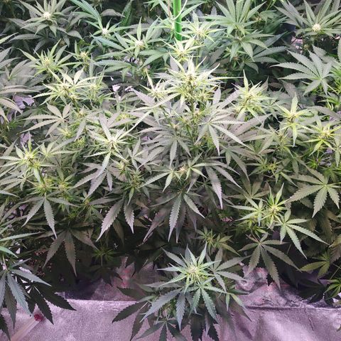 Purple Queen Auto #1 growlog timeline photo