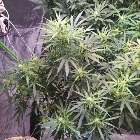 Purple Queen Auto #1 growlog timeline photo