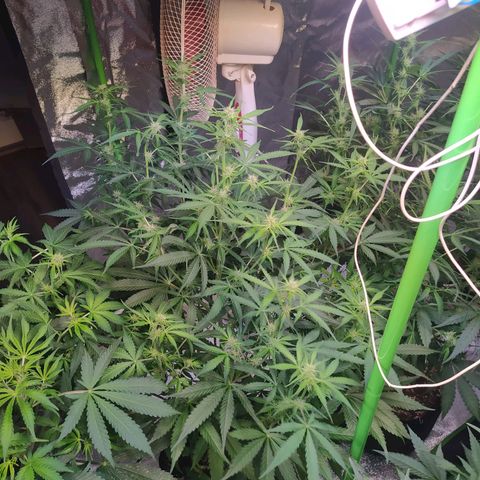Purple Queen Auto #1 growlog timeline photo