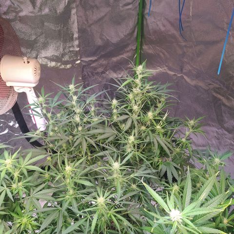 Purple Queen Auto #1 growlog timeline photo