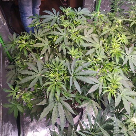 Purple Queen Auto #1 growlog timeline photo