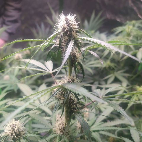 Purple Queen Auto #1 growlog timeline photo