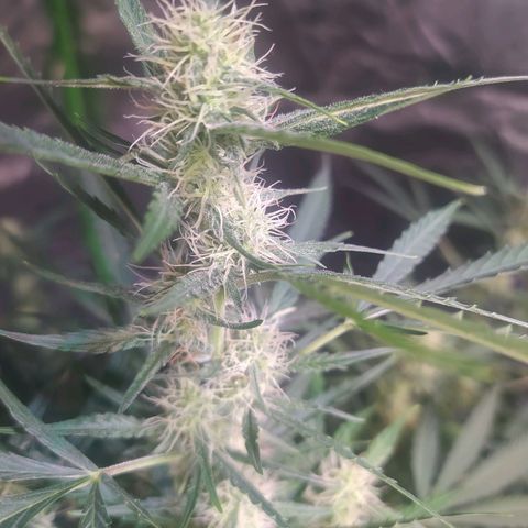 Purple Queen Auto #1 growlog timeline photo