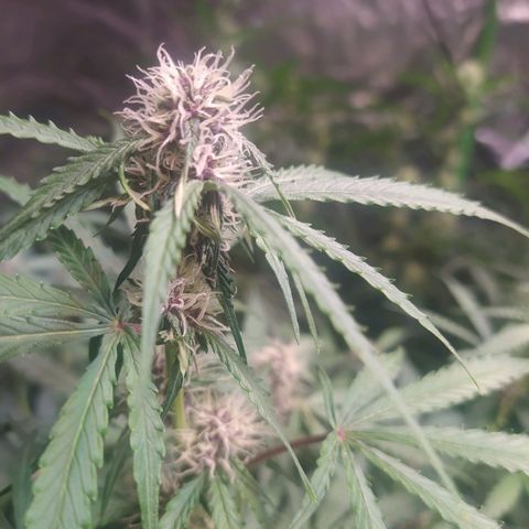 Purple Queen Auto #1 growlog timeline photo