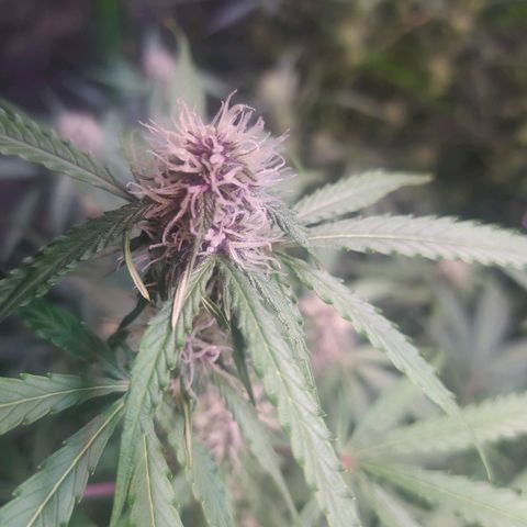 Purple Queen Auto #1 growlog timeline photo