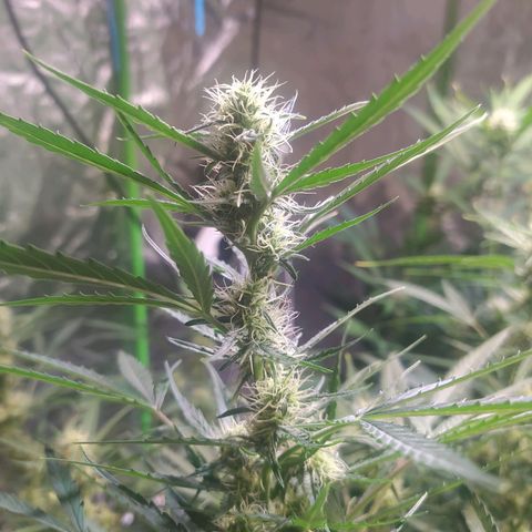Purple Queen Auto #1 growlog timeline photo