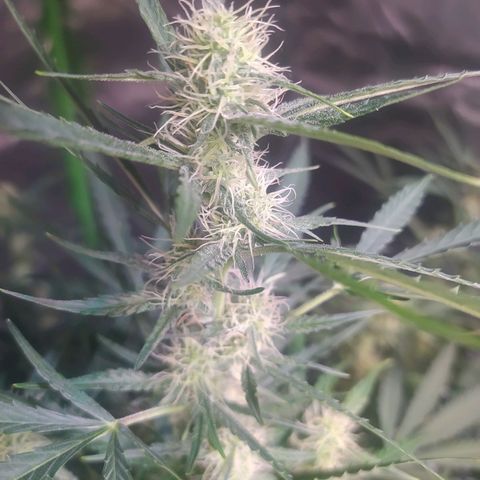 Purple Queen Auto #1 growlog timeline photo