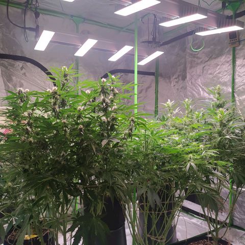 Purple Queen Auto #1 growlog timeline photo