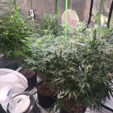Purple Queen Auto #1 growlog timeline photo