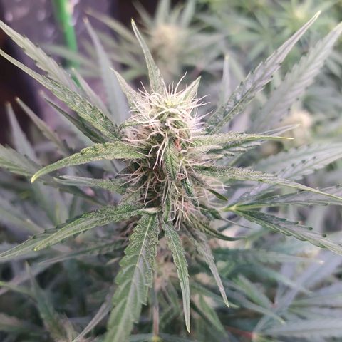 Purple Queen Auto #1 growlog timeline photo